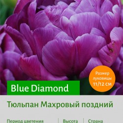 Тюльпан Махровый поздний (double late) Blue Diamond
